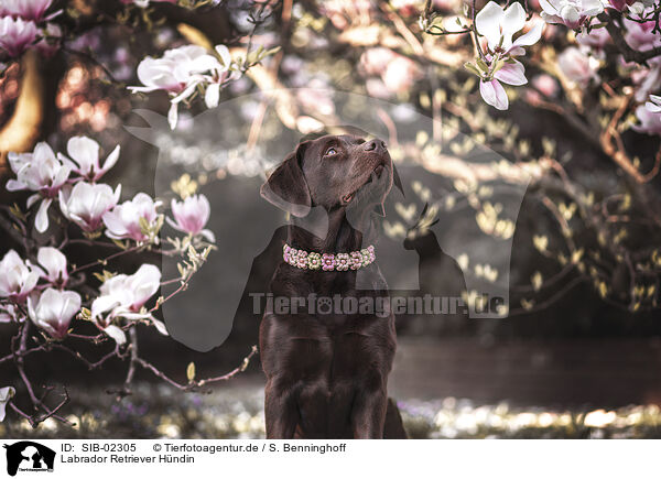 Labrador Retriever Hndin / female Labrador Retriever / SIB-02305