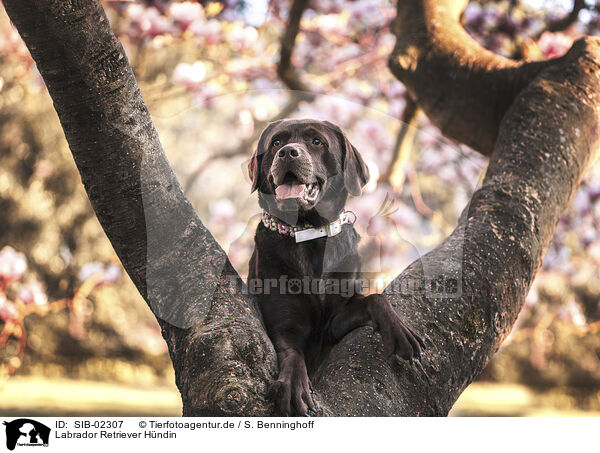 Labrador Retriever Hndin / female Labrador Retriever / SIB-02307