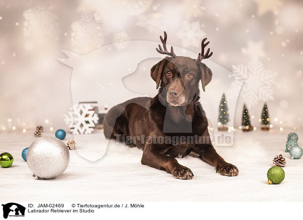 Labrador Retriever im Studio / Labrador Retriever in studio / JAM-02469