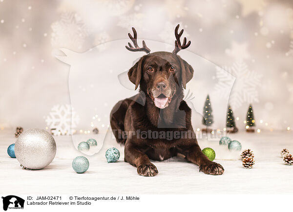 Labrador Retriever im Studio / Labrador Retriever in studio / JAM-02471