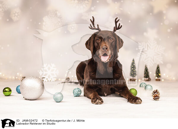 Labrador Retriever im Studio / Labrador Retriever in studio / JAM-02472