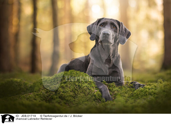charcoal Labrador Retriever / JEB-01719