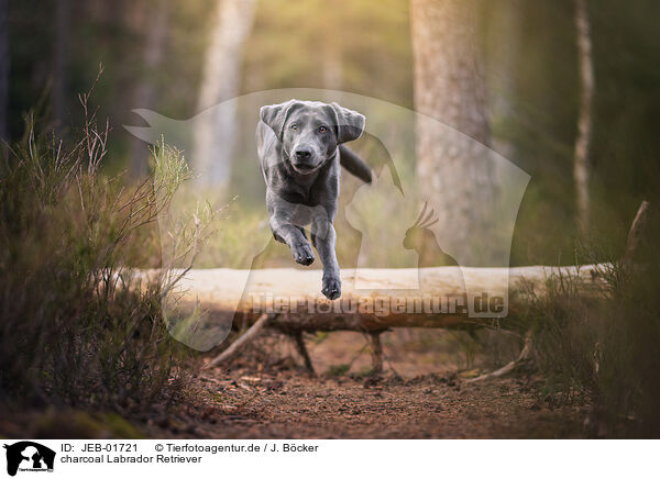 charcoal Labrador Retriever / JEB-01721