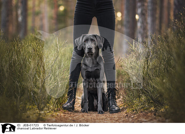 charcoal Labrador Retriever / JEB-01723