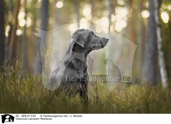 charcoal Labrador Retriever / JEB-01725