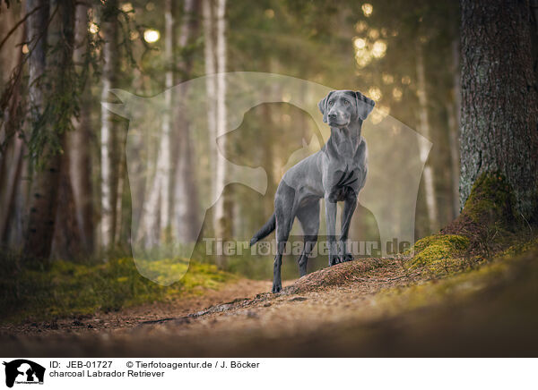 charcoal Labrador Retriever / JEB-01727
