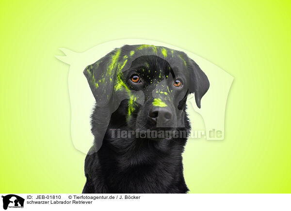 schwarzer Labrador Retriever / JEB-01810