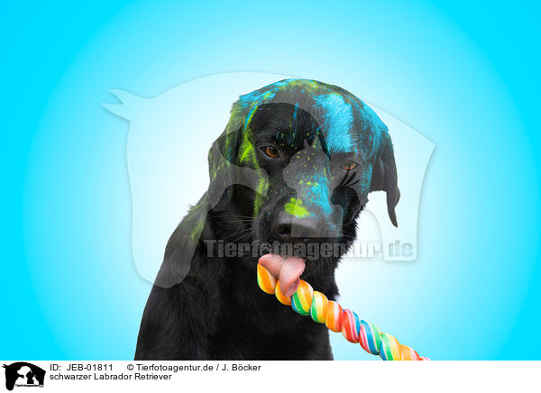 schwarzer Labrador Retriever / JEB-01811