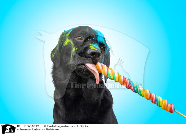 schwarzer Labrador Retriever / JEB-01812