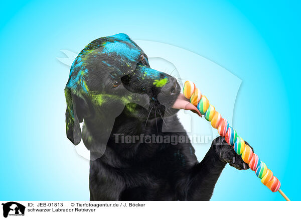 schwarzer Labrador Retriever / JEB-01813