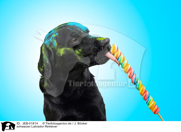 schwarzer Labrador Retriever / JEB-01814
