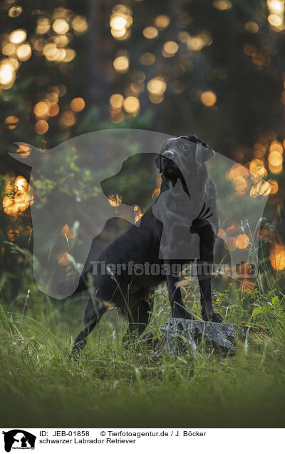 schwarzer Labrador Retriever / JEB-01858