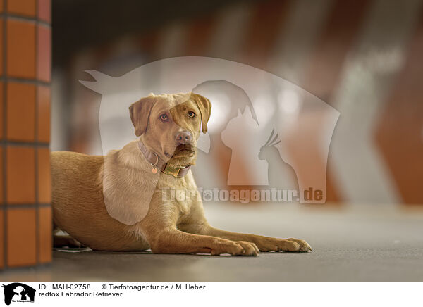 redfox Labrador Retriever / redfox Labrador Retriever / MAH-02758