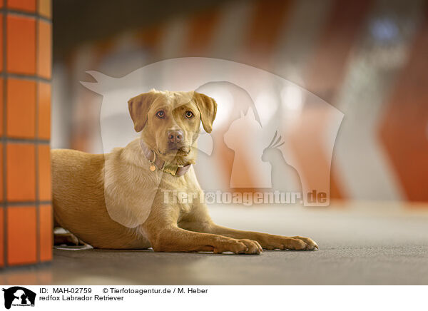 redfox Labrador Retriever / MAH-02759