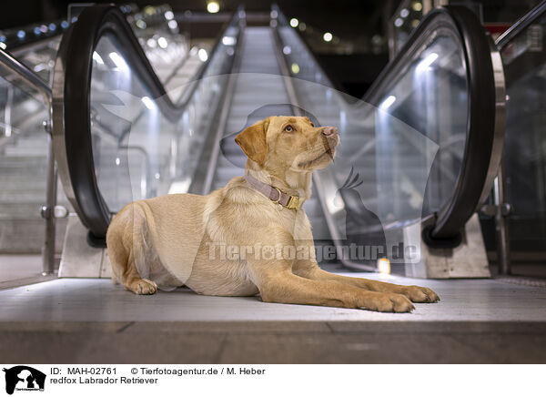 redfox Labrador Retriever / redfox Labrador Retriever / MAH-02761