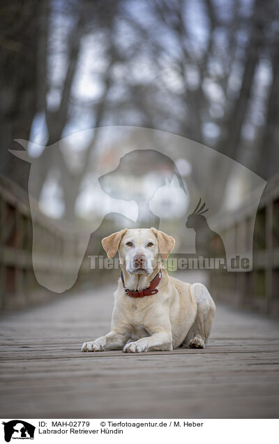 Labrador Retriever Hndin / MAH-02779