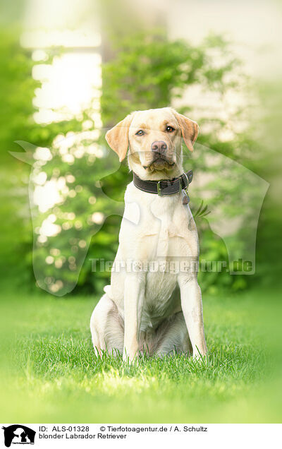 blonder Labrador Retriever / blonde Labrador Retriever / ALS-01328