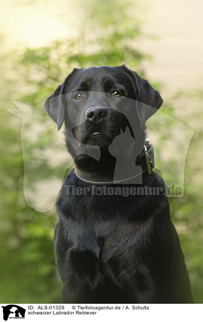 schwarzer Labrador Retriever / black Labrador Retriever / ALS-01329