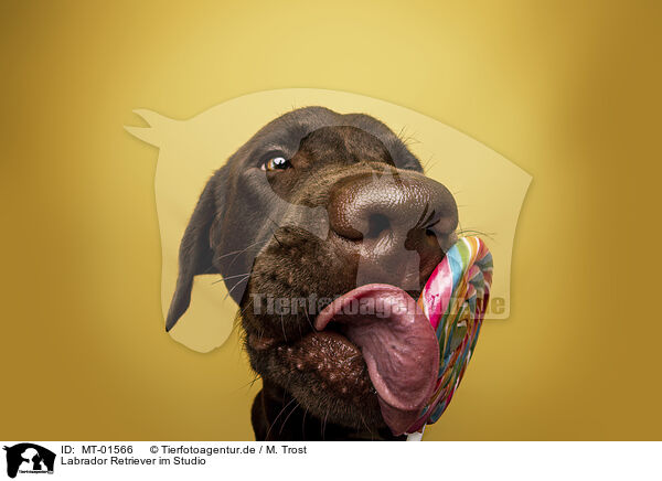 Labrador Retriever im Studio / Labrador Retriever in studio / MT-01566