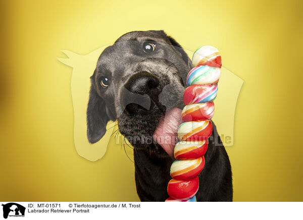 Labrador Retriever Portrait / MT-01571