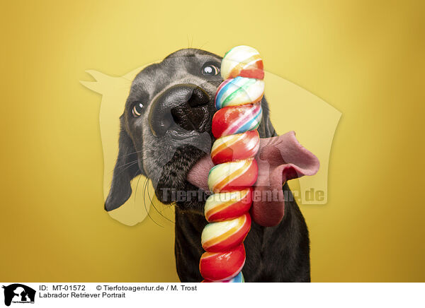 Labrador Retriever Portrait / MT-01572