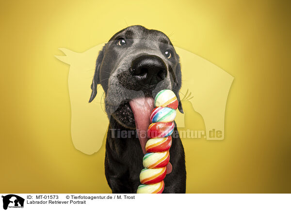 Labrador Retriever Portrait / MT-01573