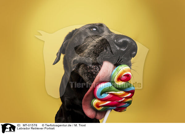 Labrador Retriever Portrait / MT-01578