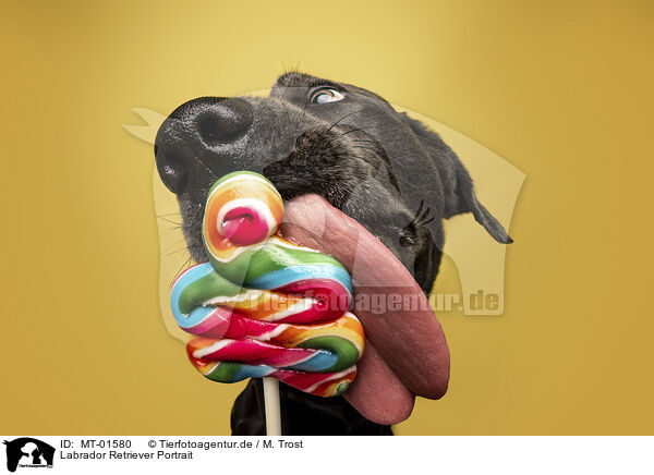 Labrador Retriever Portrait / MT-01580