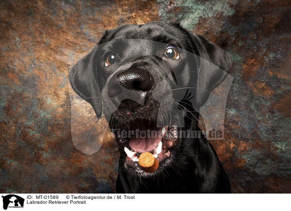 Labrador Retriever Portrait / MT-01589