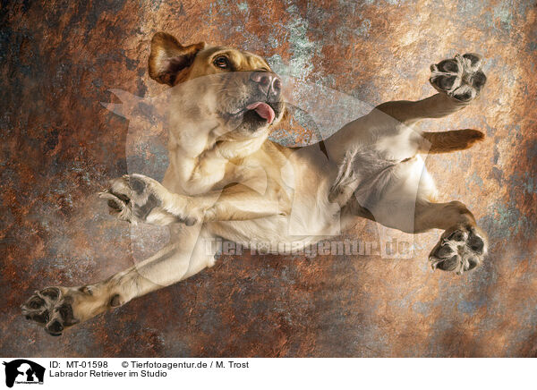 Labrador Retriever im Studio / MT-01598