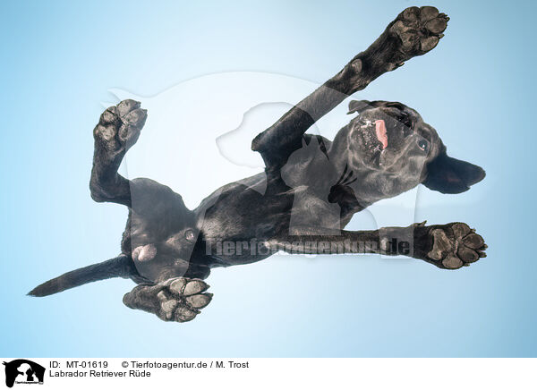 Labrador Retriever Rde / MT-01619