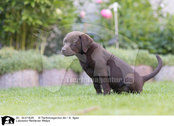 Labrador Retriever Welpe / Labrador Retriever Puppy / SI-01826