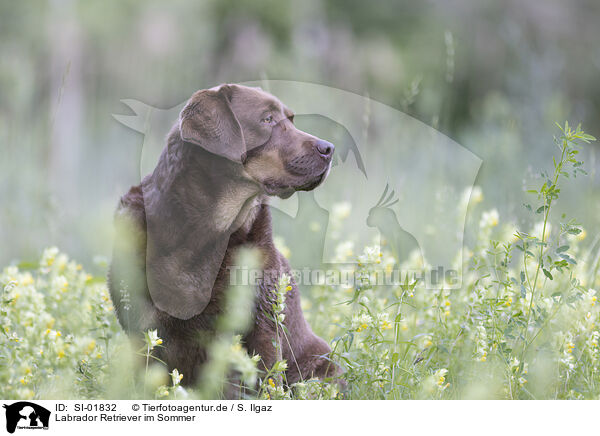 Labrador Retriever im Sommer / Labrador Retriever in summer / SI-01832