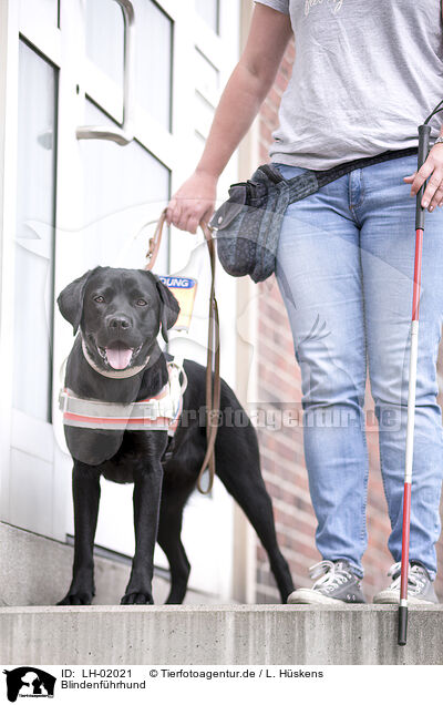 Blindenfhrhund / guide dog for the blind / LH-02021