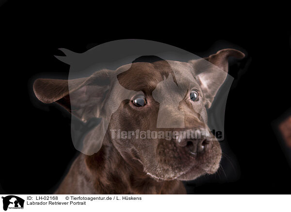 Labrador Retriever Portrait / LH-02168