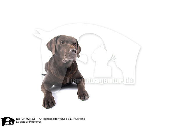 Labrador Retriever / Labrador Retriever / LH-02182