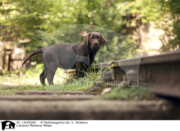 Labrador Retriever Welpe / Labrador Retriever Puppy / LH-02260