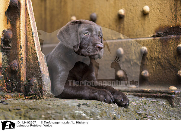 Labrador Retriever Welpe / LH-02267