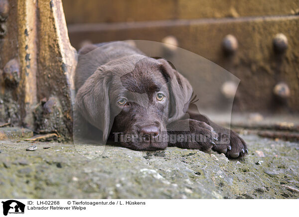 Labrador Retriever Welpe / LH-02268