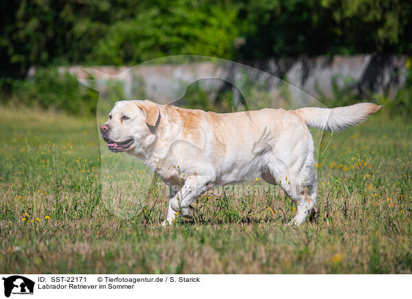 Labrador Retriever im Sommer / SST-22171