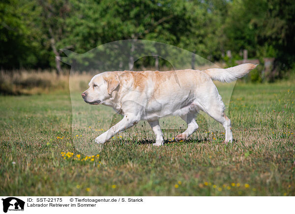 Labrador Retriever im Sommer / SST-22175