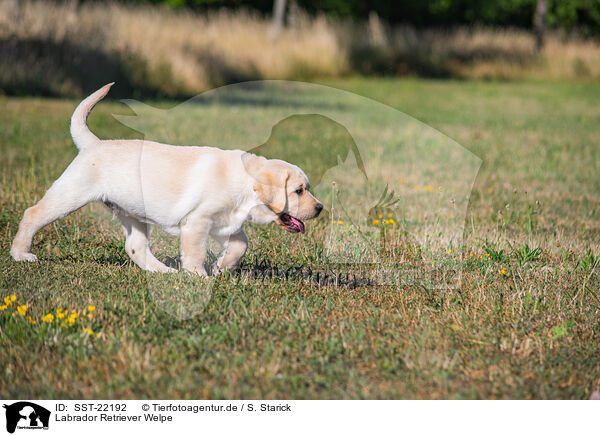 Labrador Retriever Welpe / SST-22192