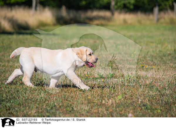 Labrador Retriever Welpe / SST-22193