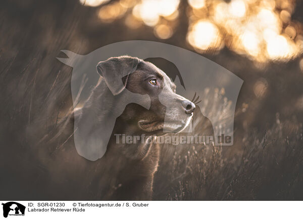 Labrador Retriever Rde / SGR-01230