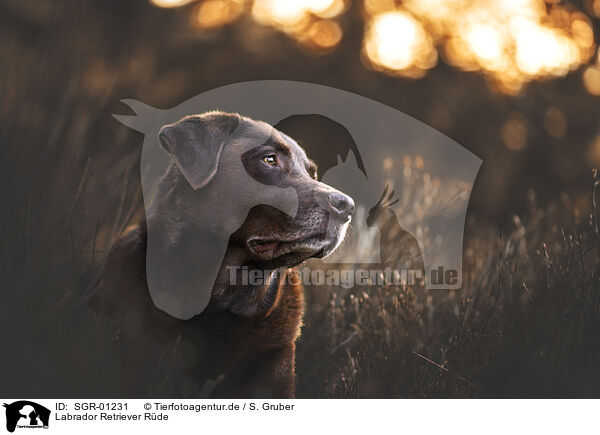 Labrador Retriever Rde / SGR-01231