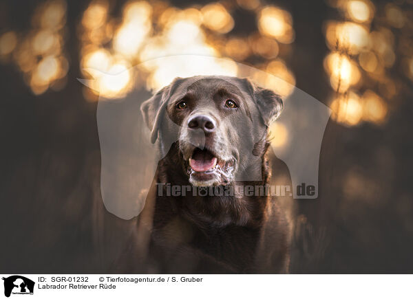Labrador Retriever Rde / SGR-01232