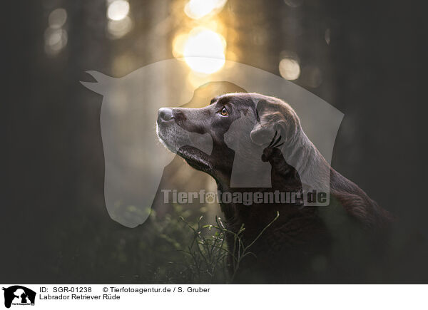 Labrador Retriever Rde / SGR-01238