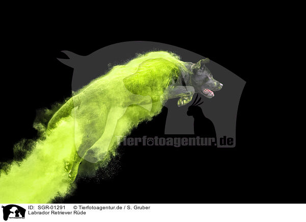 Labrador Retriever R�de / SGR-01291