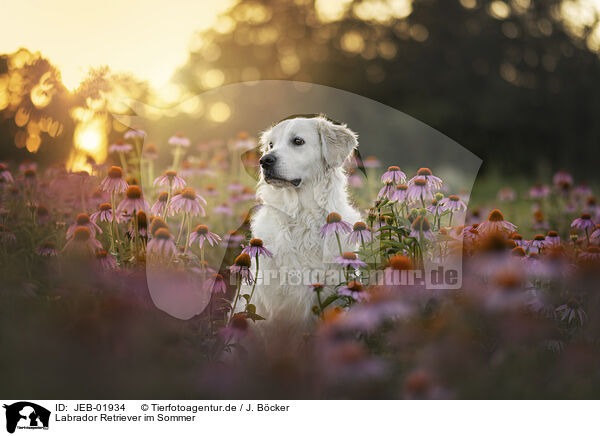 Labrador Retriever im Sommer / JEB-01934