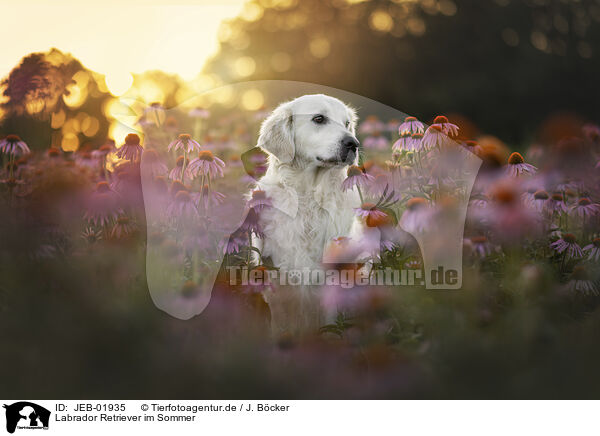 Labrador Retriever im Sommer / JEB-01935